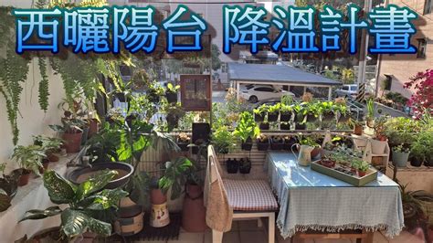 不怕西曬 植物|不怕西曬植物！室內植栽像天然窗簾，「5種植物」超。